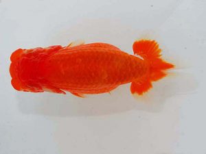 観魚会 東小結　武田広幾　長野県