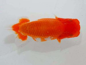 観魚会 西小結　手塚康行　武蔵村山