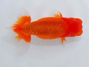 観魚会 勧進元二　枝川重樹　ひたちなか市