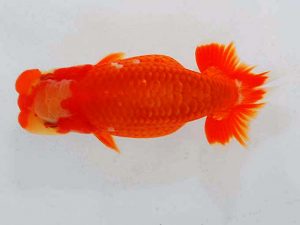 観魚会 行司一　佐藤昌央　立石