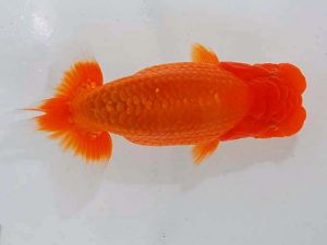 観魚会 行司二　鈴木　修　新潟県