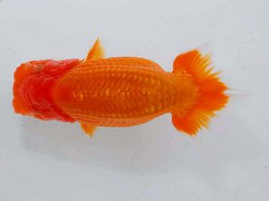 観魚会 行司三　大久保義彰　千葉