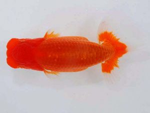 観魚会 脇行司一　安藤　寛　静岡県