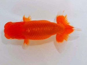 観魚会 脇行司二　武田広幾　長野県