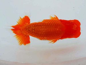 観魚会　西大関　高尾昌幸　岡山県