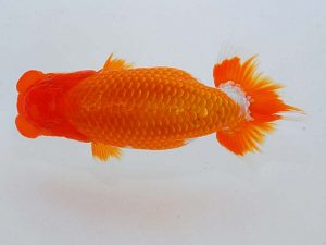 観魚会　取締一　高尾直美　岡山県