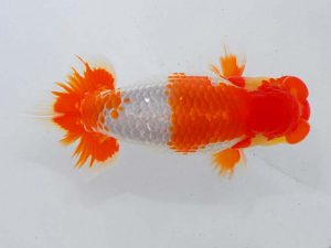 観魚会　取締二　高尾昌幸　岡山県