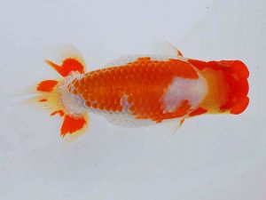 観魚会 東関脇　高尾昌幸　岡山県