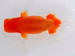 観魚会 西関脇　田巻洋一郎　さいたま市