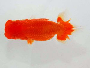 観魚会 東小結　大渕　功　木更津