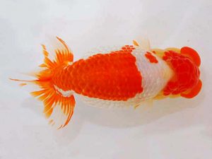 観魚会　東大関　末永春美　横浜市