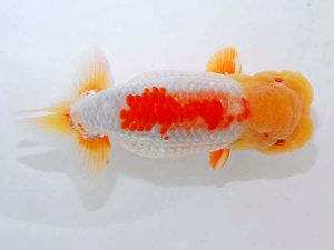 観魚会 勧進元二　樫村正彦　千葉市