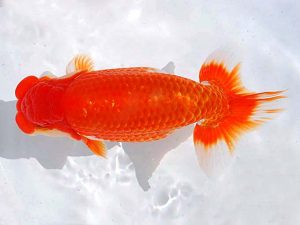 観魚会 行司一　荻谷冨士夫　水戸市