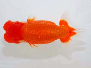 観魚会 行司二　坂場克身　茨城県