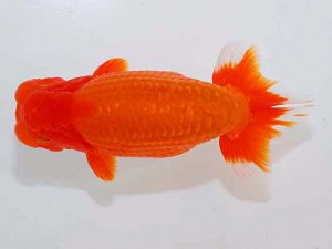 観魚会 行司三　角田二三夫　市川市