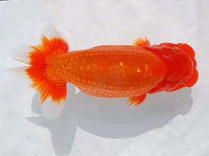 観魚会 脇行司一　黒澤義男　ひたちなか市