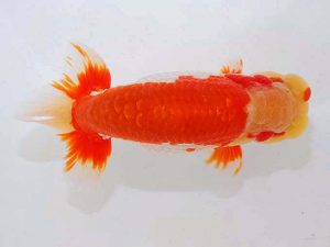 観魚会 脇行司二　吉岡正人　越生町