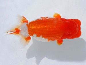 観魚会　西大関　青木浩一　浅草