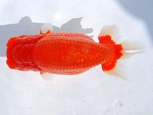 観魚会　立行司　高橋節夫　八広