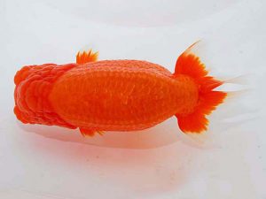 観魚会　取締一　浅沼好三　朝霞市