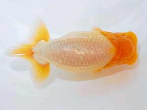 観魚会　取締二　齋藤一成　練馬区