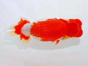 観魚会 東関脇　花田国昭　埼玉