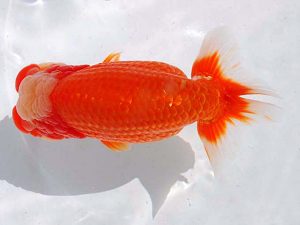 観魚会 西関脇　目黒康弘　足立区