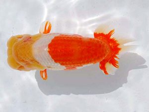 観魚会 西小結　高木真一郎　千葉市