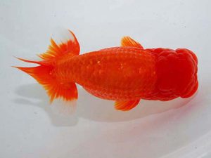 観魚会 勧進元一　村上孝彦　足立