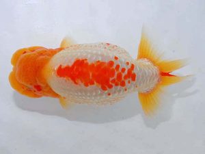 観魚会 勧進元二　佐俣　幸　伊勢崎市