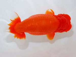 観魚会 行司一　大渕　功　木更津