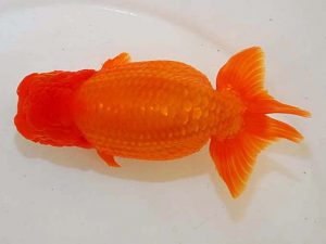 観魚会 行司三　高部宜知　さいたま市