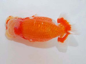 観魚会 脇行司一　高地成弥　荒川区