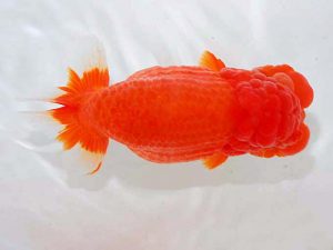 観魚会　西大関　篠　孝利　練馬区