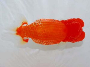 観魚会　立行司　齋藤一成　練馬区