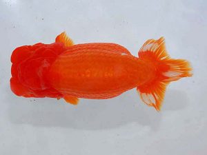 観魚会　取締二　小泉順一　足立区