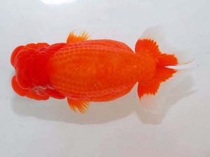 観魚会 東関脇　坂場克身　茨城県