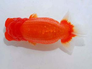 観魚会 西関脇　目黒康弘　足立区