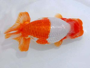 観魚会 東小結　秋元和男　君津市