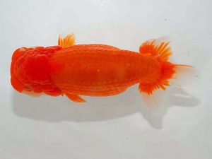 観魚会 西小結　高柳仲夫　伊勢崎市