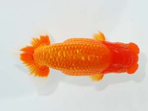 観栄らんちう会　東大関　鈴木和也　沼津