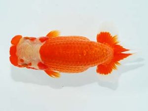 観栄らんちう会 東勧進元　神尾昭司　三島