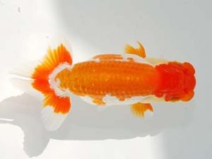 観栄らんちう会 西勧進元　芦川博康　沼津