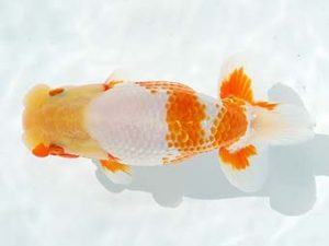 観栄らんちう会 行司二　御手洗逸夫　三島