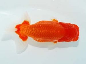 観栄らんちう会 行司三　吉村友良　富士