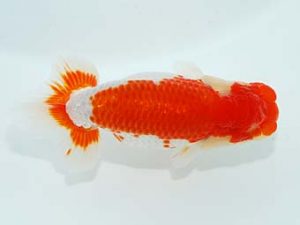 観栄らんちう会 東脇行司　村田祐則　相模原