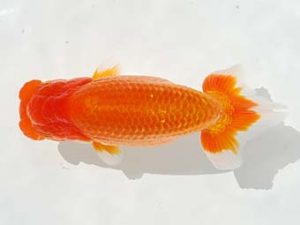 観栄らんちう会 西脇行司　江藤芳一　函南