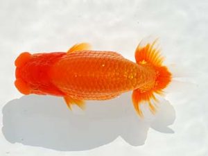 観栄らんちう会　西大関　神尾昭司　三島