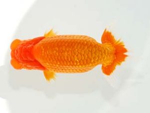 観栄らんちう会　立行司　鈴木友来　岐阜