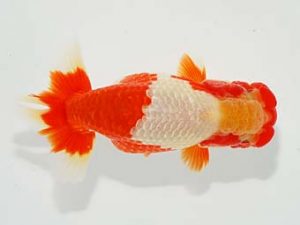 観栄らんちう会　東取締　山口広隆　津市